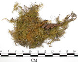 中文名:羽蘚(B00012344)學名:Thuidium cymbifolium (Doz. & Molk.) Doz. & Molk.(B00012344)