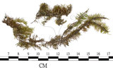 中文名:羽蘚(B00012345)學名:Thuidium cymbifolium (Doz. & Molk.) Doz. & Molk.(B00012345)