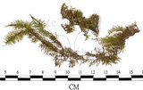 中文名:羽蘚(B00012345)學名:Thuidium cymbifolium (Doz. & Molk.) Doz. & Molk.(B00012345)