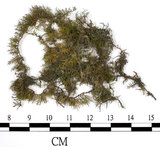 中文名:羽蘚(B00012346)學名:Thuidium cymbifolium (Doz. & Molk.) Doz. & Molk.(B00012346)