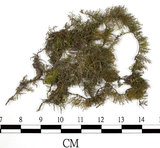 中文名:羽蘚(B00012346)學名:Thuidium cymbifolium (Doz. & Molk.) Doz. & Molk.(B00012346)