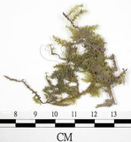 中文名:羽蘚(B00012347)學名:Thuidium cymbifolium (Doz. & Molk.) Doz. & Molk.(B00012347)