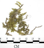 中文名:羽蘚(B00012347)學名:Thuidium cymbifolium (Doz. & Molk.) Doz. & Molk.(B00012347)