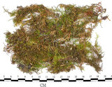 中文名:羽蘚(B00012974)學名:Thuidium cymbifolium (Doz. & Molk.) Doz. & Molk.(B00012974)