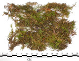 中文名:羽蘚(B00012974)學名:Thuidium cymbifolium (Doz. & Molk.) Doz. & Molk.(B00012974)