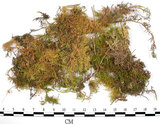 中文名:羽蘚(B00013030)學名:Thuidium cymbifolium (Doz. & Molk.) Doz. & Molk.(B00013030)