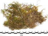 中文名:羽蘚(B00013184)學名:Thuidium cymbifolium (Doz. & Molk.) Doz. & Molk.(B00013184)