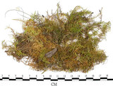 中文名:羽蘚(B00013184)學名:Thuidium cymbifolium (Doz. & Molk.) Doz. & Molk.(B00013184)