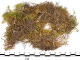 中文名:羽蘚(B00013185)學名:Thuidium cymbifolium (Doz. & Molk.) Doz. & Molk.(B00013185)