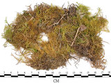 中文名:羽蘚(B00013185)學名:Thuidium cymbifolium (Doz. & Molk.) Doz. & Molk.(B00013185)