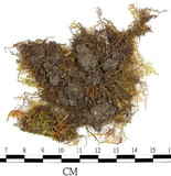 中文名:羽蘚(B00013872)學名:Thuidium cymbifolium (Doz. & Molk.) Doz. & Molk.(B00013872)