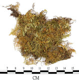 中文名:羽蘚(B00013872)學名:Thuidium cymbifolium (Doz. & Molk.) Doz. & Molk.(B00013872)