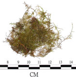 中文名:羽蘚(B00016248)學名:Thuidium glaucinoides Broth.(B00016248)