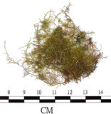 中文名:羽蘚(B00016248)學名:Thuidium glaucinoides Broth.(B00016248)