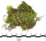 中文名:羽蘚(B00016249)學名:Thuidium glaucinoides Broth.(B00016249)