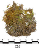 中文名:羽蘚(B00016518)學名:Thuidium glaucinoides Broth.(B00016518)