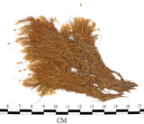 中文名:(B00001785)學名:Bartramia pomiformis Hedw. (B00001785)