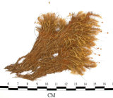 中文名:(B00001785)學名:Bartramia pomiformis Hedw. (B00001785)