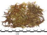 中文名:(B00003108)學名:Bartramia pomiformis Hedw. (B00003108)