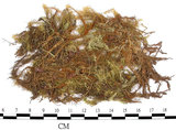 中文名:(B00003108)學名:Bartramia pomiformis Hedw. (B00003108)