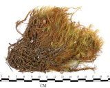 中文名:梨蒴珠蘚長形變種(B00005303)學名:Bartramia pomiformis Hedw. var. elongata Turn.(B00005303)