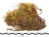 中文名:梨蒴珠蘚長形變種(B00005303)學名:Bartramia pomiformis Hedw. var. elongata Turn.(B00005303)