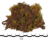 中文名:梨蒴珠蘚長形變種(B00005347)學名:Bartramia pomiformis Hedw. var. elongata Turn.(B00005347)