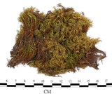 中文名:梨蒴珠蘚長形變種(B00005347)學名:Bartramia pomiformis Hedw. var. elongata Turn.(B00005347)