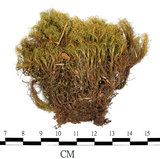 中文名:(B00005530)學名:Bartramia pomiformis Hedw. (B00005530)