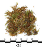 中文名:直葉珠蘚(B00006358)學名:Bartramia ithyphylla Brid.(B00006358)