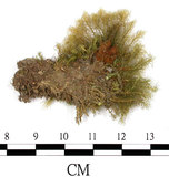 中文名:挪威珠蘚(B00006500)學名:Bartramia norvegica (Gurn.) Lindb.(B00006500)