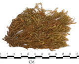 中文名:梨蒴珠蘚長形變種(B00008667)學名:Bartramia pomiformis Hedw. var. elongata Turn.(B00008667)