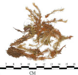 中文名:挪威珠蘚(B00009547)學名:Bartramia norvegica (Gurn.) Lindb.(B00009547)