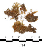 中文名:(B00009550)學名:Bartramia pomiformis Hedw. var. crispa (Brid.) B.S.G.(B00009550)