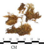 中文名:(B00009550)學名:Bartramia pomiformis Hedw. var. crispa (Brid.) B.S.G.(B00009550)