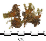 中文名:梨蒴珠蘚長形變種(B00009551)學名:Bartramia pomiformis Hedw. var. elongata Turn.(B00009551)