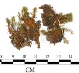 中文名:梨蒴珠蘚長形變種(B00009551)學名:Bartramia pomiformis Hedw. var. elongata Turn.(B00009551)