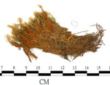 中文名:(B00013414)學名:Bartramia pomiformis Hedw. (B00013414)