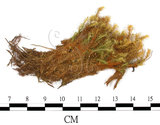 中文名:(B00013414)學名:Bartramia pomiformis Hedw. (B00013414)