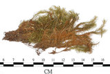 中文名:(B00013415)學名:Bartramia pomiformis Hedw. (B00013415)