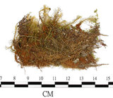 中文名:梨蒴珠蘚長形變種(B00013417)學名:Bartramia pomiformis Hedw. var. elongata Turn.(B00013417)