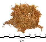 中文名:(B00013722)學名:Bartramia pomiformis Hedw. (B00013722)