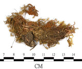 中文名:(B00013723)學名:Bartramia pomiformis Hedw. (B00013723)