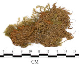 中文名:(B00013724)學名:Bartramia pomiformis Hedw. (B00013724)