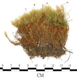 中文名:(B00014613)學名:Bartramia pomiformis Hedw. (B00014613)