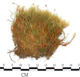 中文名:(B00014613)學名:Bartramia pomiformis Hedw. (B00014613)