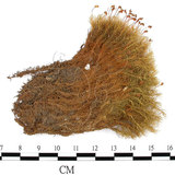 中文名:(B00016681)學名:Bartramia pomiformis Hedw. (B00016681)