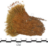 中文名:(B00016681)學名:Bartramia pomiformis Hedw. (B00016681)