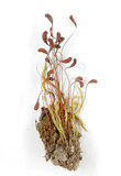 中文名:葫蘆蘚(B00001418)學名:Funaria hygrometrica Hedw. (B00001418)