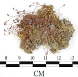 中文名:葫蘆蘚(B00001418)學名:Funaria hygrometrica Hedw. (B00001418)